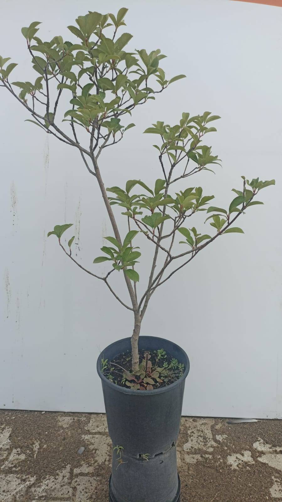 Photinia Fraseri Compacta Robusta